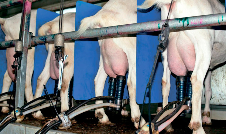 Як не втратити молочних кіз у транзитний період