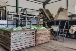 Повний цикл виробництва забезпечив «Калина Бугрин» стабільний експорт овочів