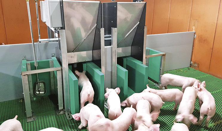 Бактеріальні препарати допомагають виробляти якісну екологічно чисту свинину зі збереженням високих економічних показників.