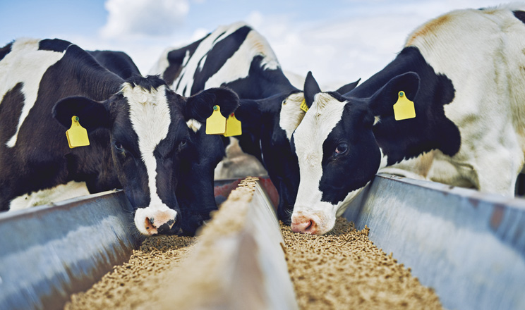 Органічні рішення