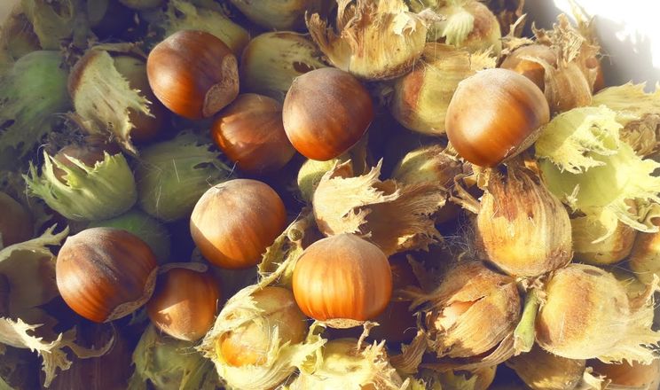 Черкаський фундуківник порадив американські сорти для переробки і фреш-ринку&nbsp;&nbsp;