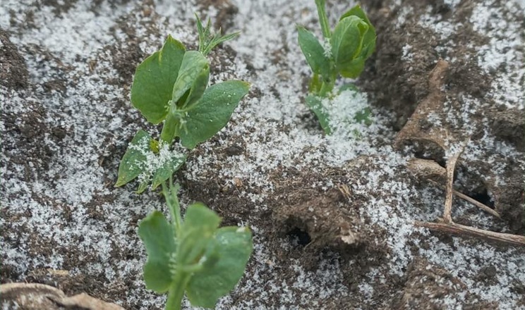 Група «АГРОТРЕЙД» уперше ввела до сівозміни горох