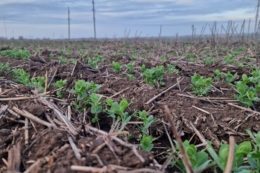 Горох зимуючий Tekom Agro Group увійде в зиму в оптимальній фазі