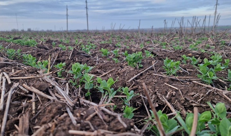 Горох зимуючий Tekom Agro Group увійде в зиму в оптимальній фазі