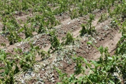 Врожайність картоплі черкаських овочівників склала 75% від плану