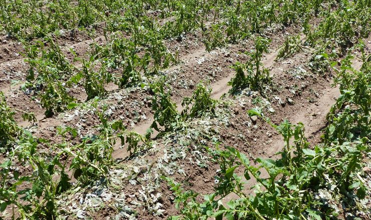 Врожайність картоплі черкаських овочівників склала 75% від плану