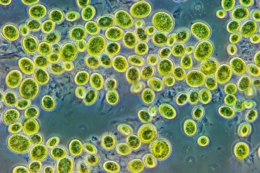 Мікроводорості хлорела є цінним біодобривом і біостимулятором – науковиця