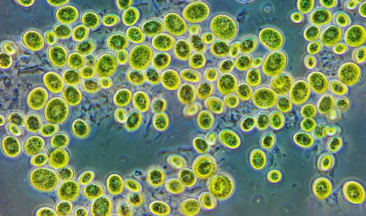 Мікроводорості хлорела є цінним біодобривом і біостимулятором – науковиця