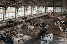 4 підприємства отримали 116 млн грн часткової компенсації за будівництво ферм