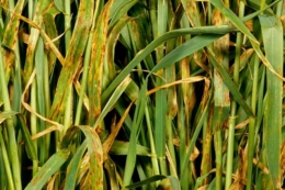 Іржа ячменю майже щороку призводить до втрат 20-35% врожаю