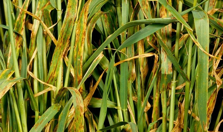 Іржа ячменю майже щороку призводить до втрат 20-35% врожаю