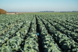 «Агроінвест» будує овочесховище за держпідтримки