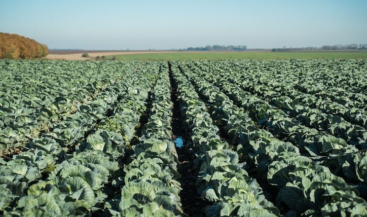«Агроінвест» будує овочесховище за держпідтримки