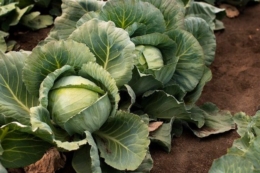 Тернопільські фермери віддають капусту задарма