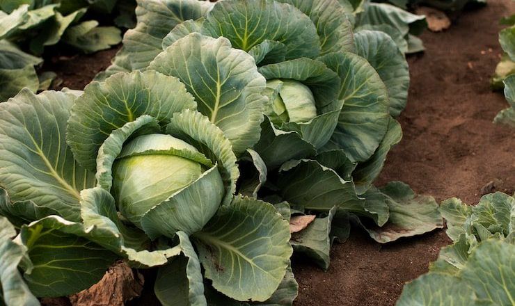 Тернопільські фермери віддають капусту задарма