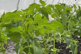 Миколаївський фермер вирощує 6 культур у теплиці й підзаробляє на соліннях