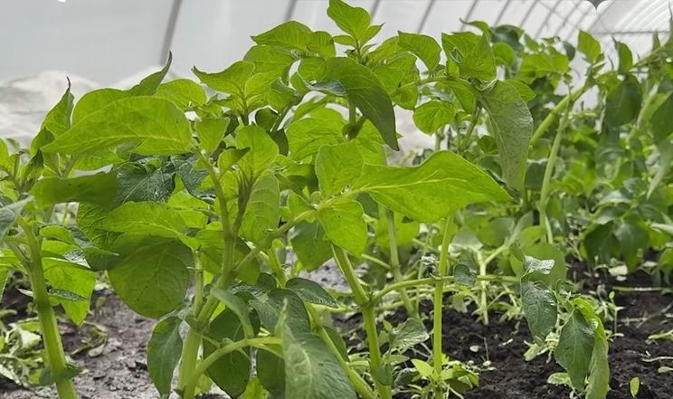 Миколаївський фермер вирощує 6 культур у теплиці й підзаробляє на соліннях