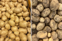 Новий сорт картоплі Кантрі завойовує ринок завдяки стресостійкості