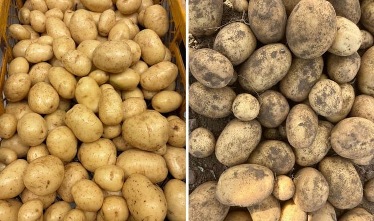 Новий сорт картоплі Кантрі завойовує ринок завдяки стресостійкості