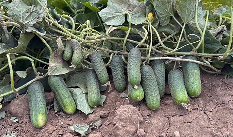 Blue Leaf: Чому ця нова концепція так потрібна сучасним фермерам-овочівникам?