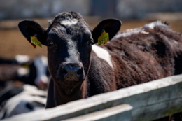 Ухвалено євроінтеграційний закон у сфері ветмедицини й благополуччя тварин