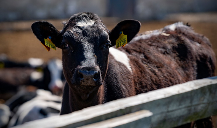 Ухвалено євроінтеграційний закон у сфері ветмедицини й благополуччя тварин