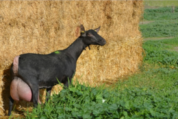 Молоко кіз мурсіана-гранадіно ідеально підходить для сиру