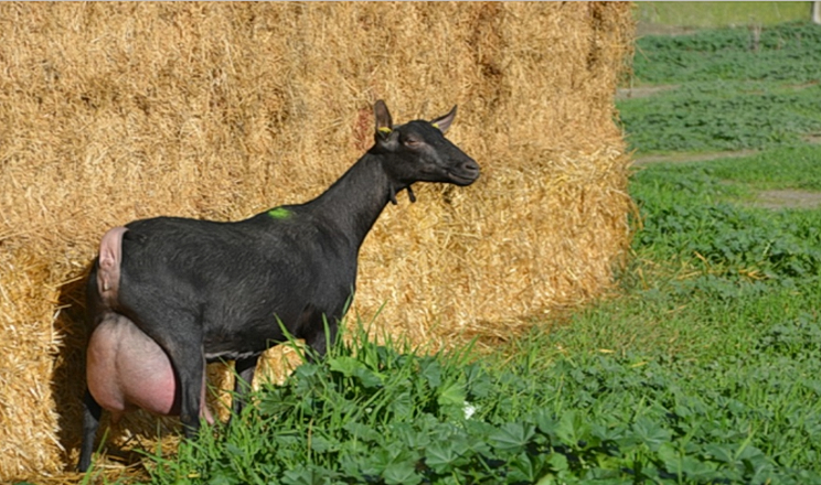 Молоко кіз мурсіана-гранадіно ідеально підходить для сиру