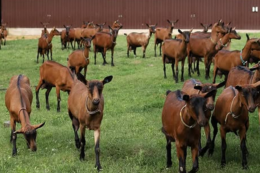 Вінницьке господарство будує ферму на 2 тис. дійних кіз