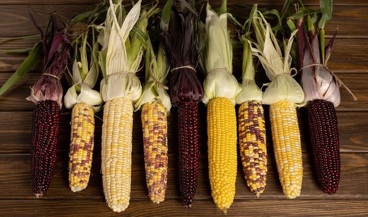 Українські кольорові гібриди кукурудзи отримали ексклюзивного дистриб’ютора