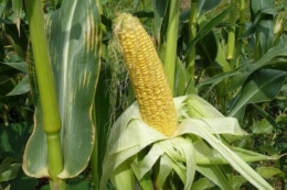 Миколаївський фермер вирощує солодку кукурудзу в одній теплиці з огірком
