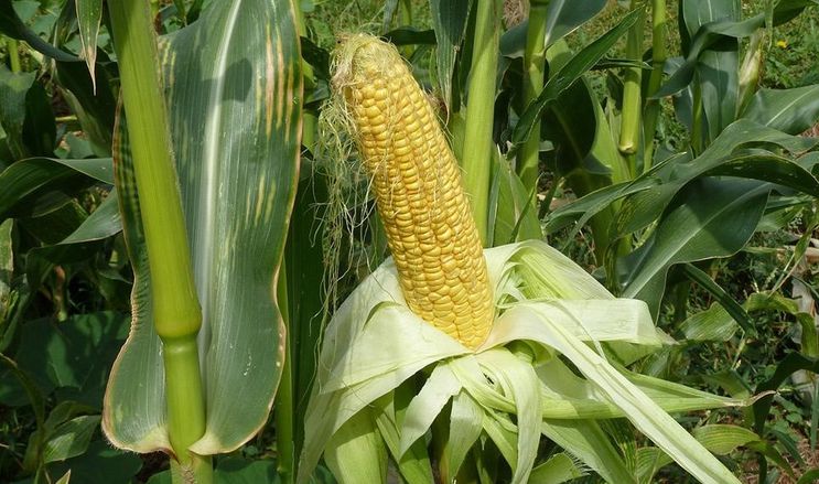 Миколаївський фермер вирощує солодку кукурудзу в одній теплиці з огірком