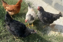 У жовтні поголів'я птиці скорочувалося за рахунок господарств населення