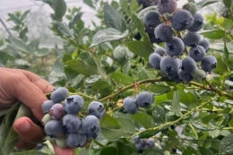 Саджанці нового теплолюбного сорту лохини розкупили на два роки наперед