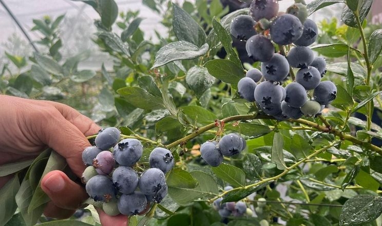 Саджанці нового теплолюбного сорту лохини розкупили на два роки наперед