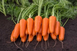 Цінові гойдалки змушують овочівників змінювати тактику