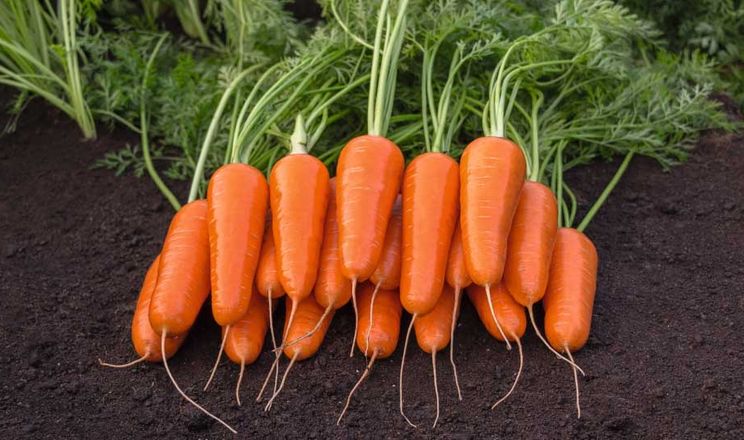 Цінові гойдалки змушують овочівників змінювати тактику