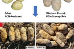 Науковці США створюють сорти картоплі, які блокують «паразитний» ген нематоди