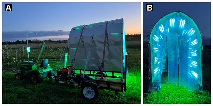 Ультрафіолет знищує бактеріальний опік плодових не гірше за антибіотики