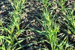 Коливання температур спричиняють повільну вегетацію озимих на Львівщині