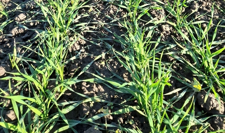 Коливання температур спричиняють повільну вегетацію озимих на Львівщині