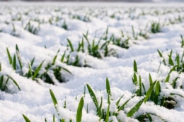 На Черкащині майже половина посівів увійшла в зимовий період у фазі кущіння