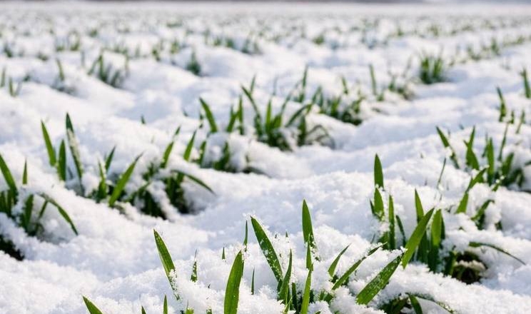 На Черкащині майже половина посівів увійшла в зимовий період у фазі кущіння