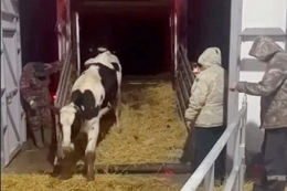 До Казахстану експортували 650 вітчизняних нетелей