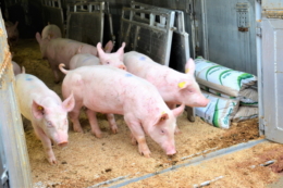 Україна скоротила на 4,9% імпорт живих свиней