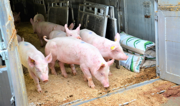 Україна скоротила на 4,9% імпорт живих свиней