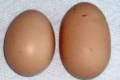 Двожовткові яйця зазвичай мають подовжену форму