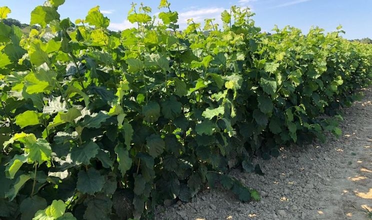 На Київщині заклали сад фундука з італійською генетикою