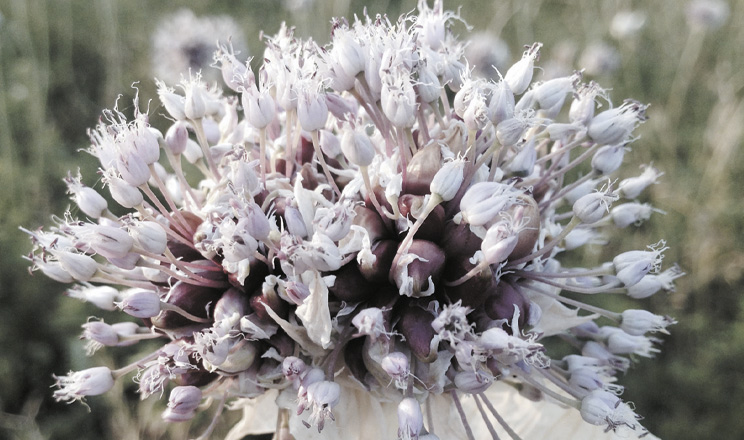 Сьогодні почати часниковий бізнес в Україні можна з найменшими ризиками та великою гарантією високого прибутку