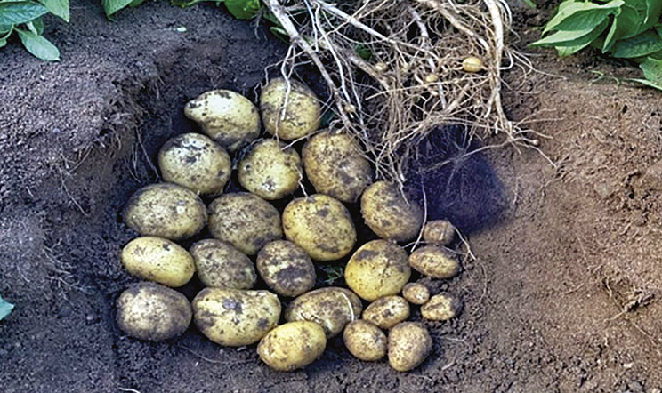 Інноваційний біопрепарат одночасно контролює хвороби та активує природні захисні механізми рослин